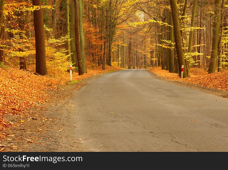 The photograph shows the road leading through the deciduous forest. On both sides of the road and tall trees. It is autumn, the branches of the trees remain scarce, dry leaves, the ground is covered with a thick layer of fallen leaves. The photograph shows the road leading through the deciduous forest. On both sides of the road and tall trees. It is autumn, the branches of the trees remain scarce, dry leaves, the ground is covered with a thick layer of fallen leaves.