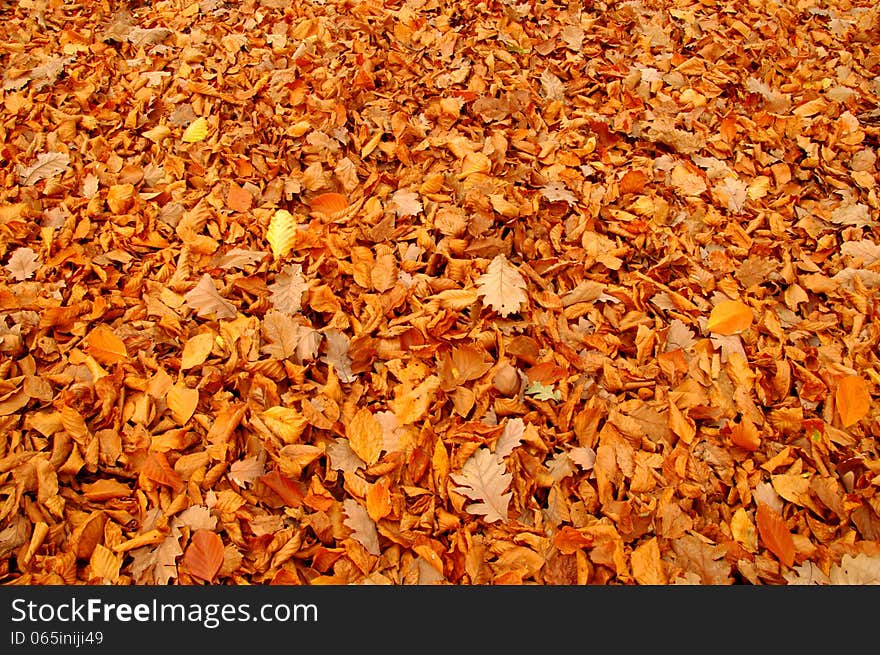 The photograph shows a layer of fallen, dry, brown leaves lying on the ground. The photograph shows a layer of fallen, dry, brown leaves lying on the ground.