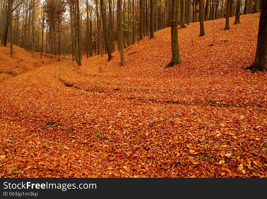 Forest in autumn.