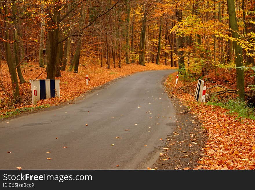 The road through the autumnal forest.