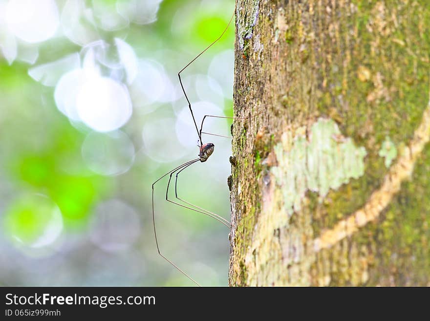 Harvestman spider or daddy longlegs