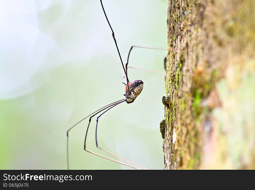 Harvestman spider or daddy longlegs close up on tree in forest