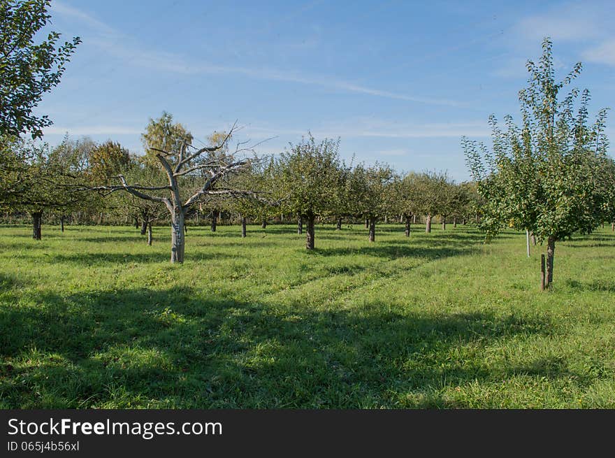 Apples farm apples ready to colecte ,sunny day and blue sky