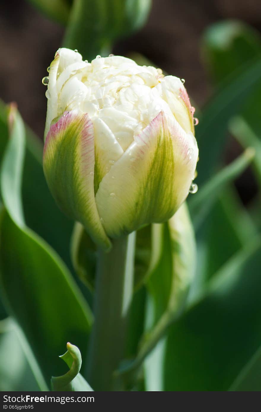 One white and wet tulip flower