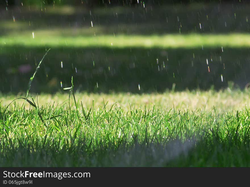 Water drops falling on green grass