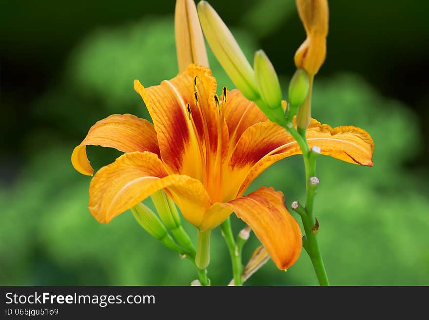 Orange lily over green background