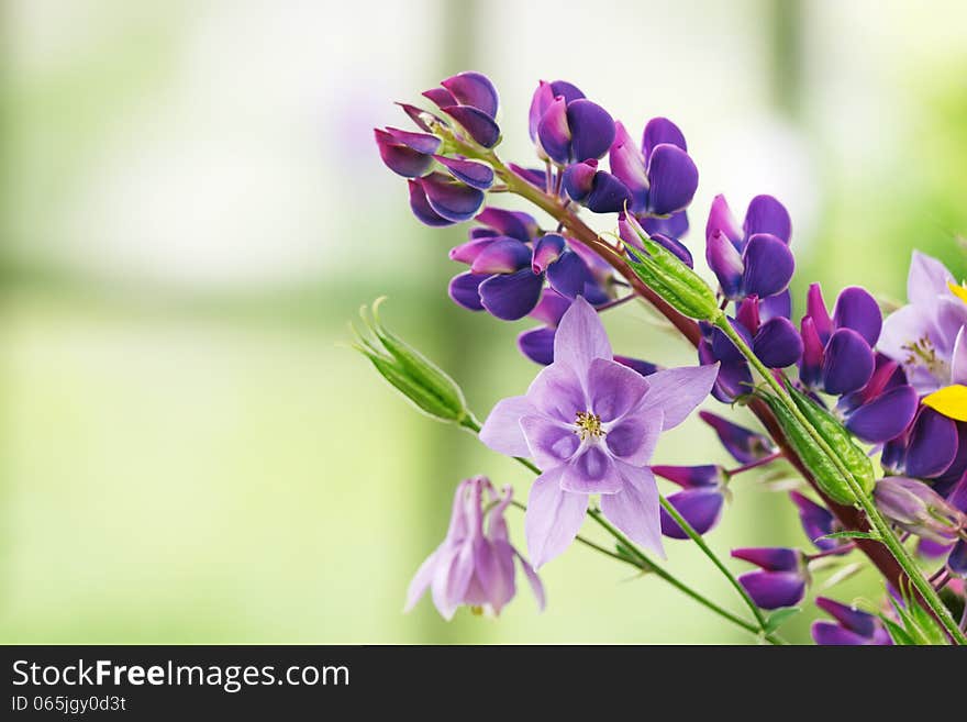 Violet flowers over beautiful green background