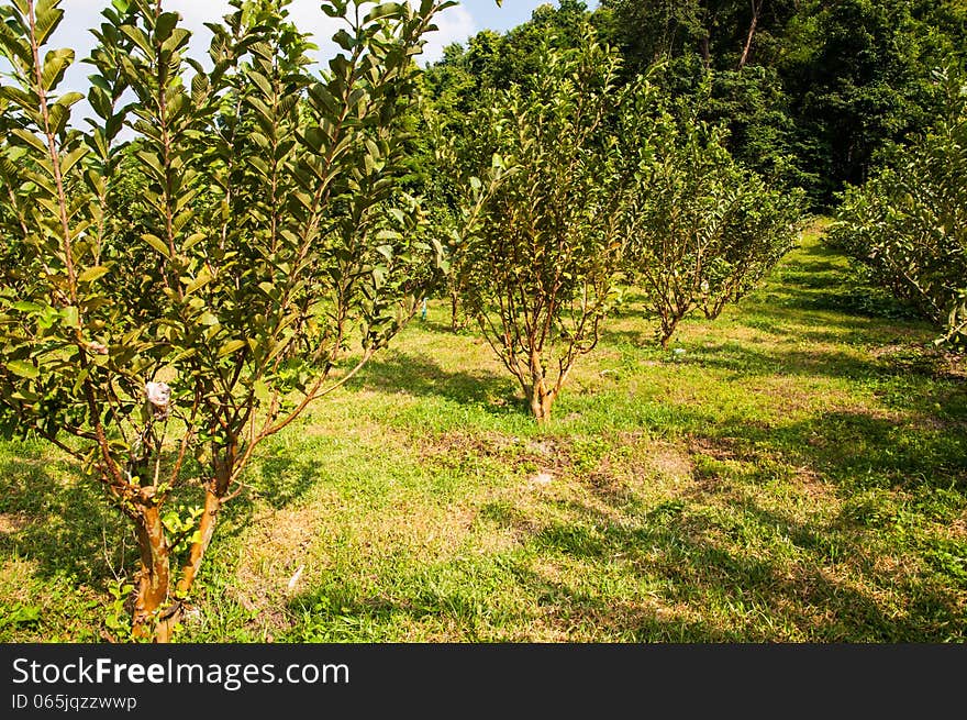 Guajava in the chemical free garden