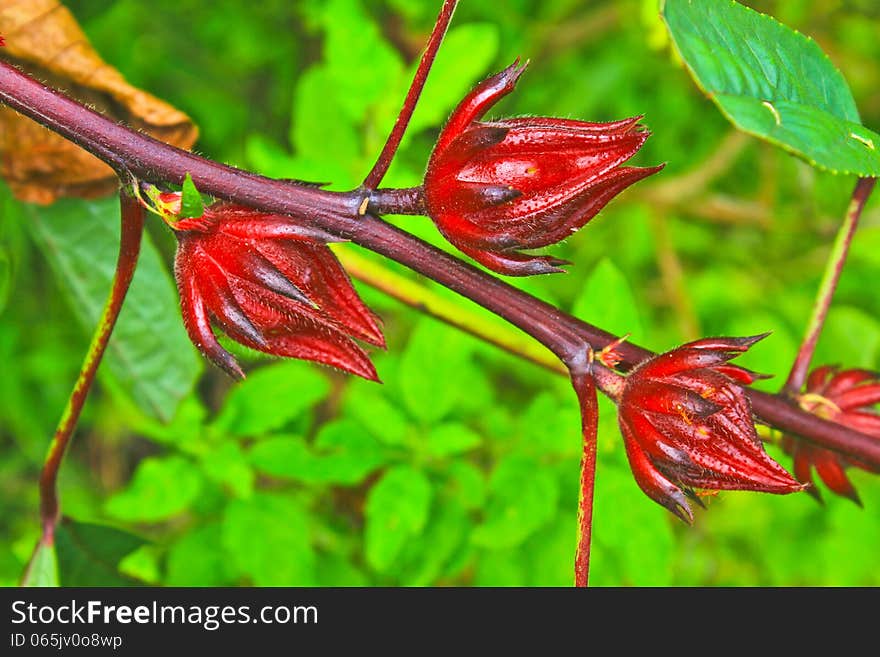 Roselle fruits on tree in garden, Thailand. use for made local sweet juice