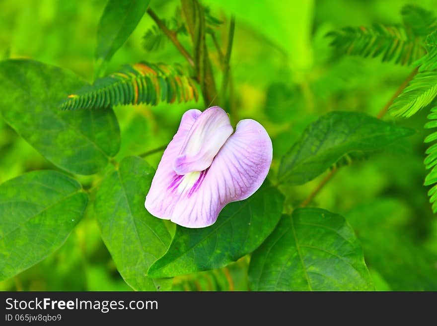 Pea flower or butterfly pea, flora in nature