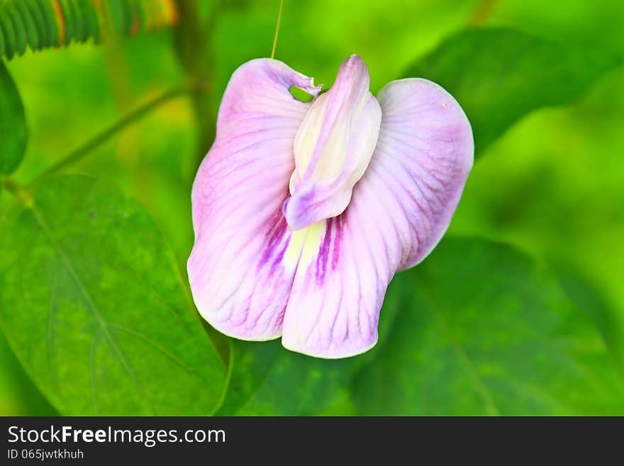 Pea flower or butterfly pea