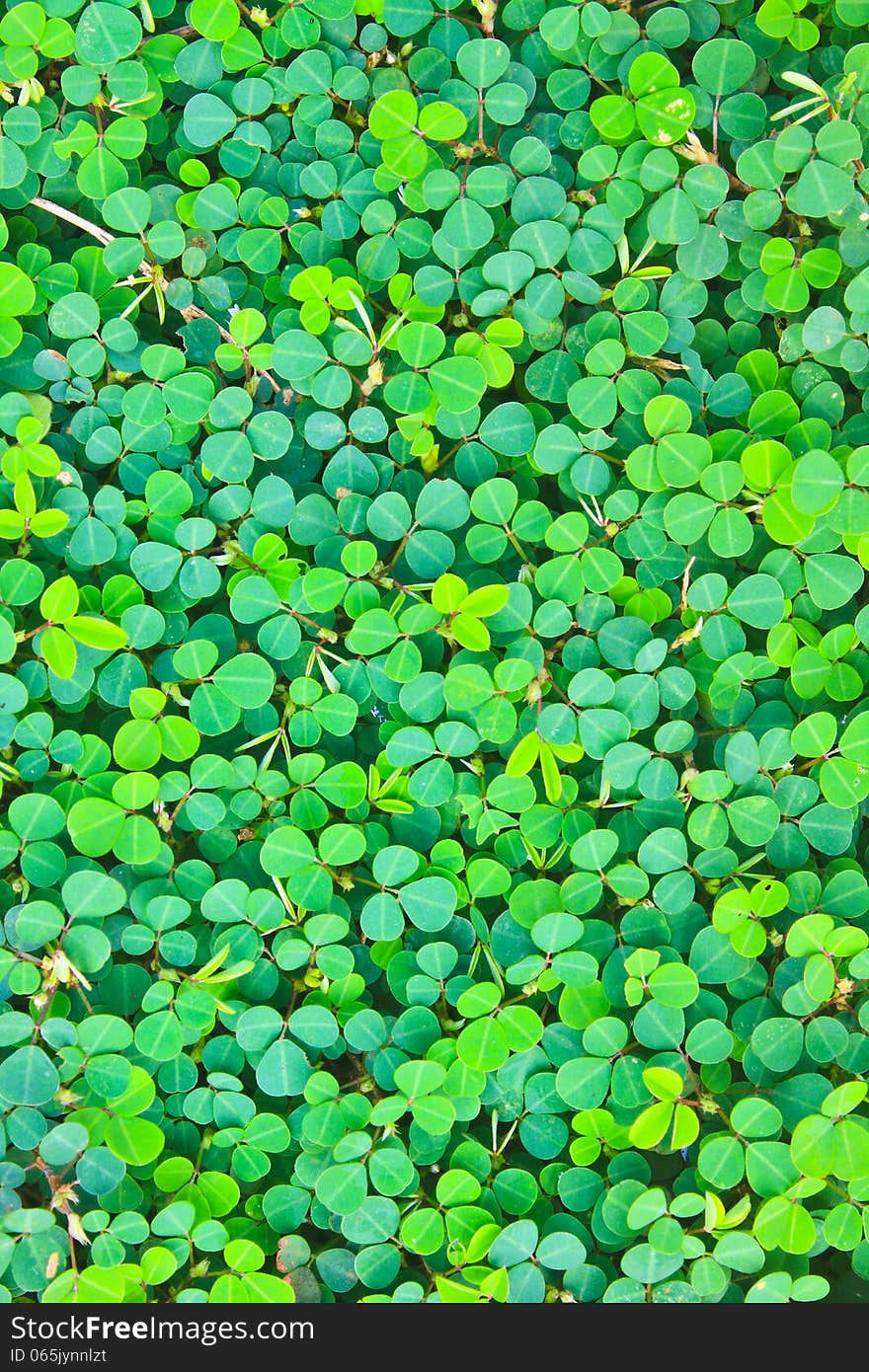 Pattern of Wood sorrel or Oxalis acetosella, background nature. Pattern of Wood sorrel or Oxalis acetosella, background nature