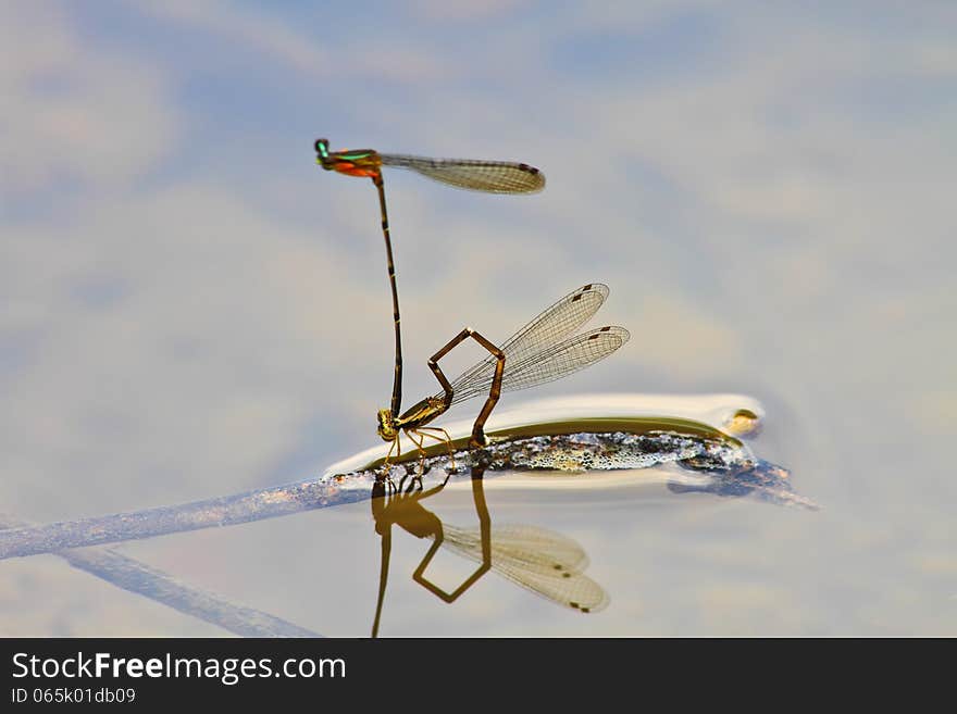 Mating damselflies breeding on branch over river