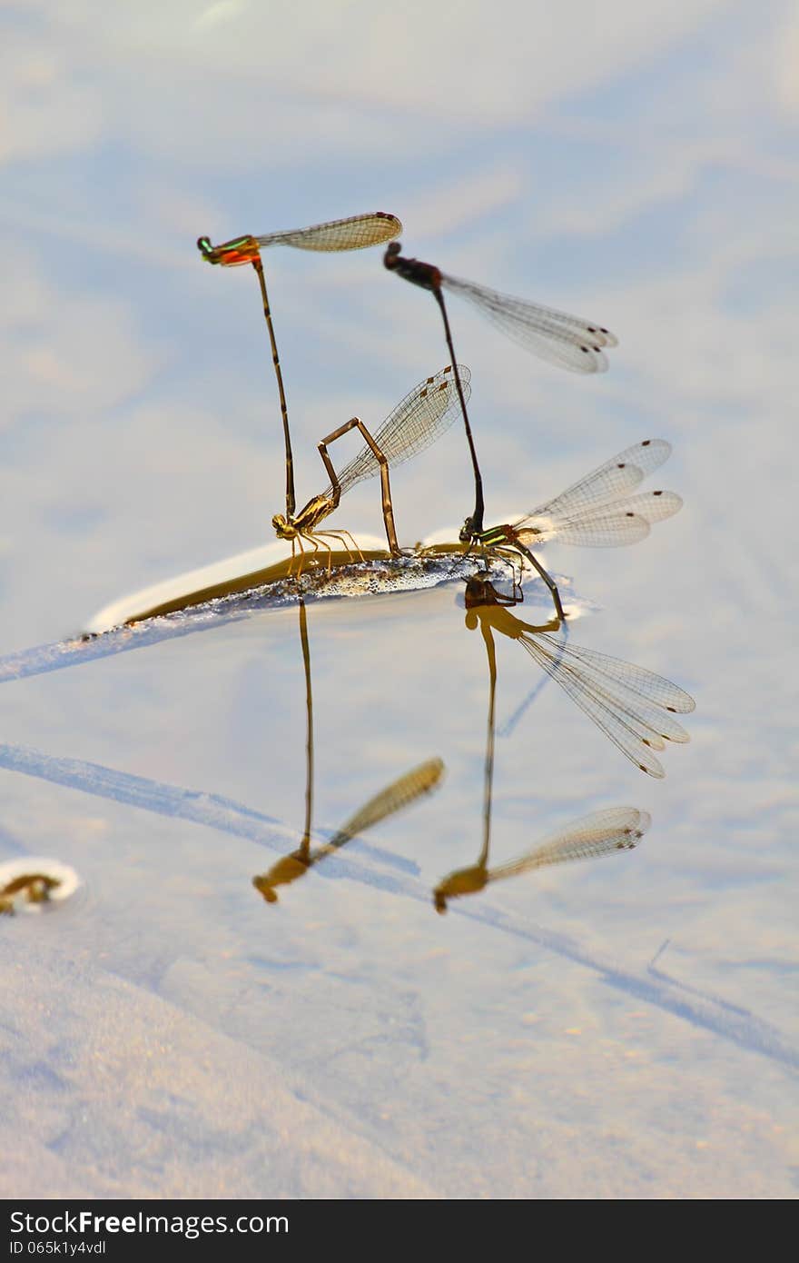 Damselflies breeding on branch