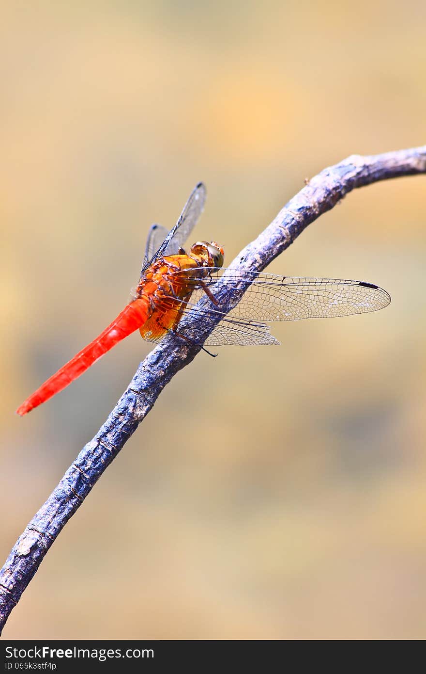 Red dragonfly on tree branch