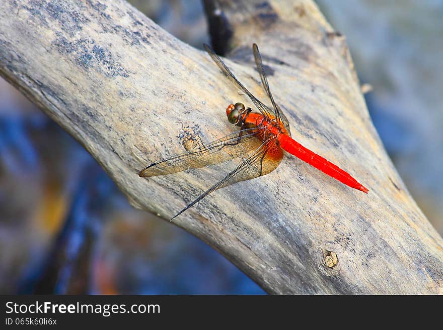 Red dragonfly on tree branch