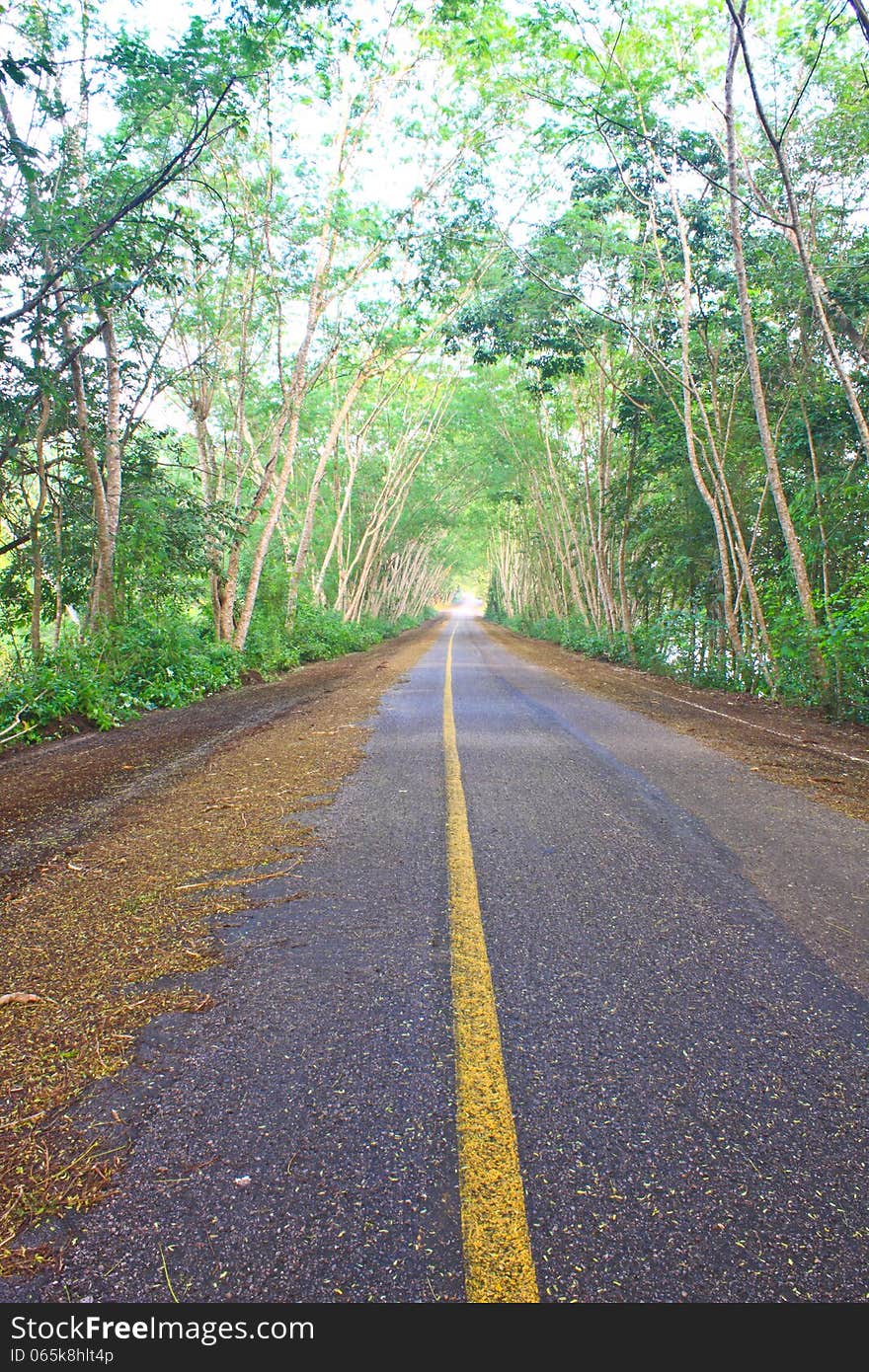 Road Under Green Tree Tunnel