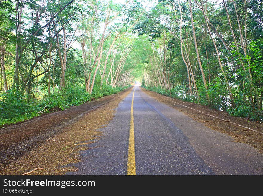 Road Under Green Tree Tunnel