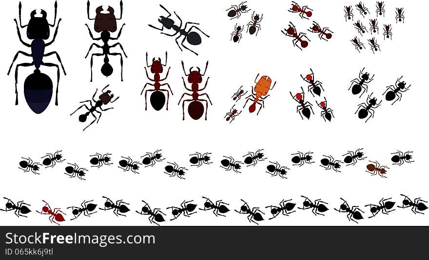 From left to right: Camponotus, Messor (Mayor and Minor), serviformica Fusca ;Raptiformica Sanguinea , Polyergus , Lasiodes , Pheidole , Myrmica , Crematogaster , Tetramorium ; Dendrolasius. Below :line of Dendrolasius and Crematogaster. From left to right: Camponotus, Messor (Mayor and Minor), serviformica Fusca ;Raptiformica Sanguinea , Polyergus , Lasiodes , Pheidole , Myrmica , Crematogaster , Tetramorium ; Dendrolasius. Below :line of Dendrolasius and Crematogaster