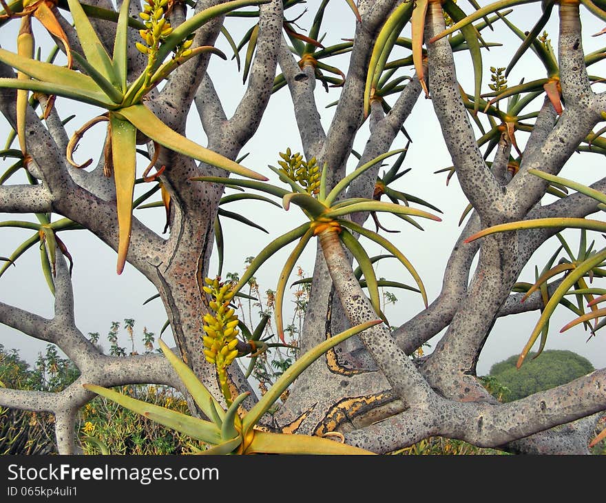 A look through the branches of a desert aloe at thick mornng mist that has covered a hill and nearby buildings - Botanical gardens, Worcester - Western Cape, SA. A look through the branches of a desert aloe at thick mornng mist that has covered a hill and nearby buildings - Botanical gardens, Worcester - Western Cape, SA