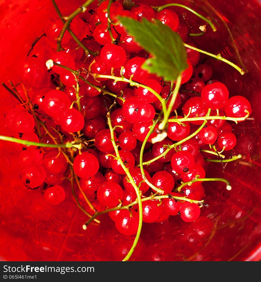 Red Currants