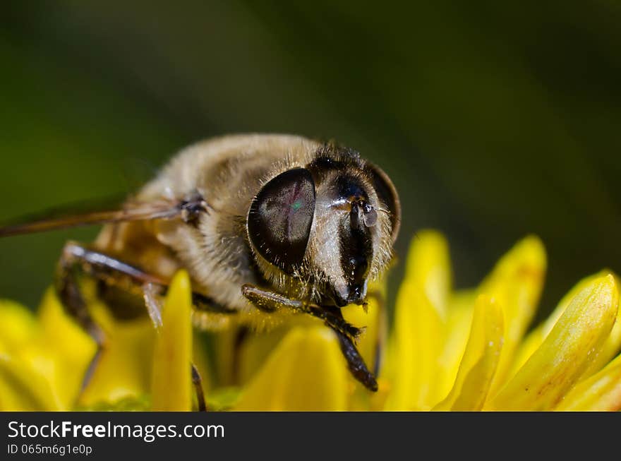 Bee macro