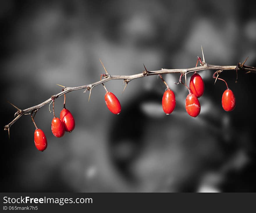 Contrast Red Barberry Over Desaturated Background