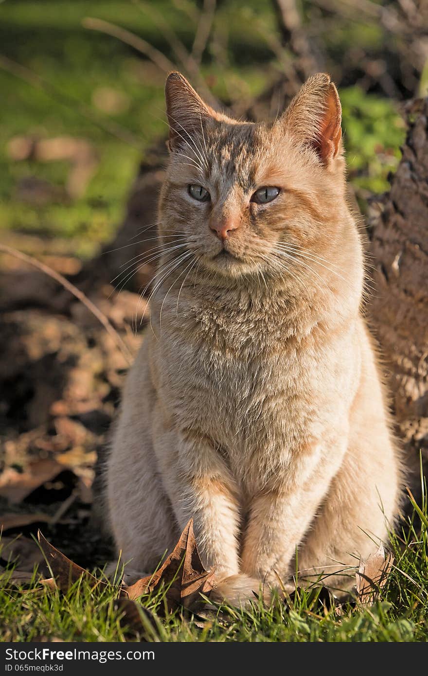 Orange cat