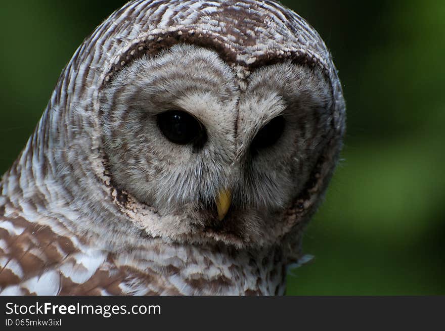 Barred Owl