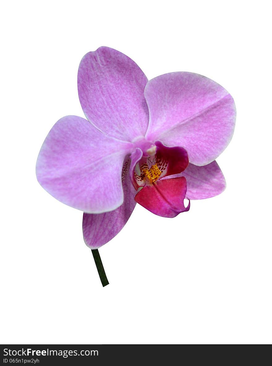 Orchids isolated isolated tropical synopsis