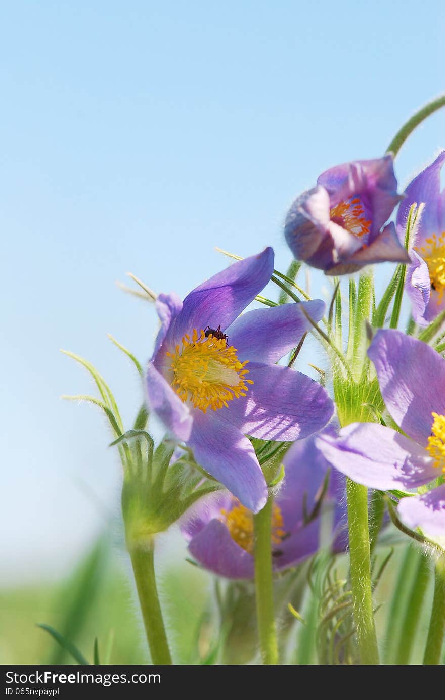 Pasque flower against the blue sky