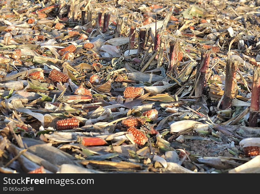 Dried leaves and corns