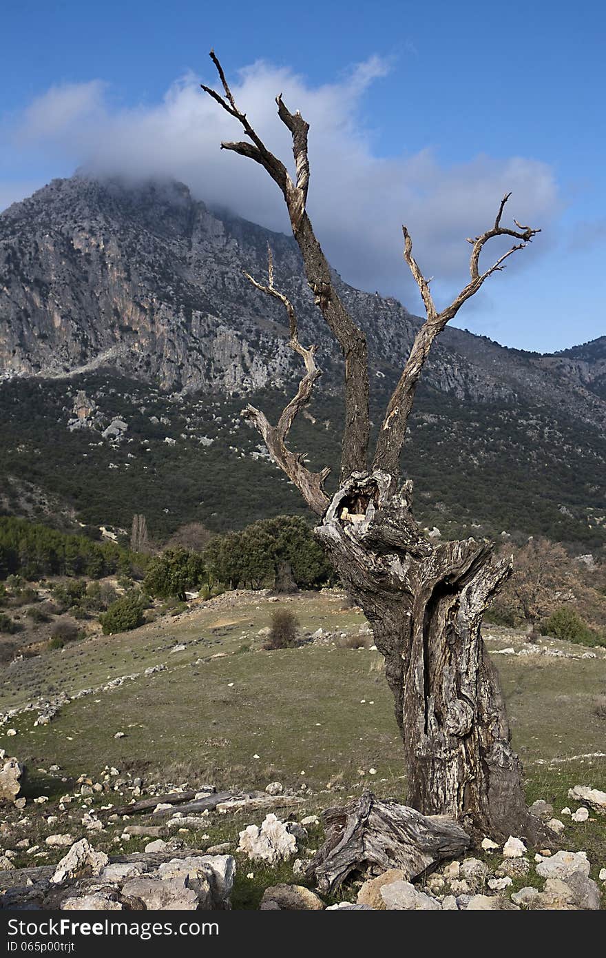 Dry tree in the mountains of the Sierra South of Jaen