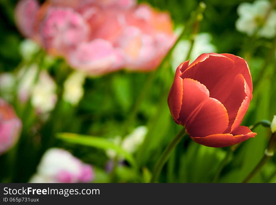 A Flower Bed With A Red Tulip. A Flower Bed With A Red Tulip