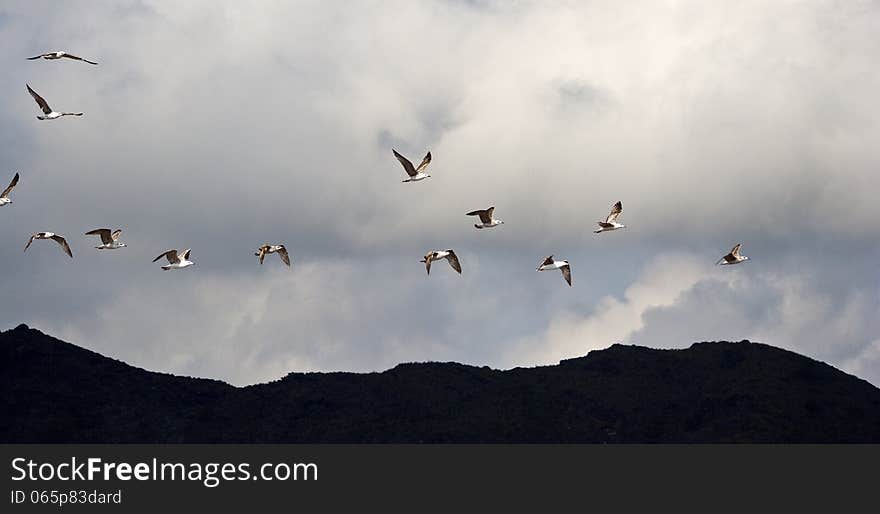 Set of seagulls flying in spain. Set of seagulls flying in spain