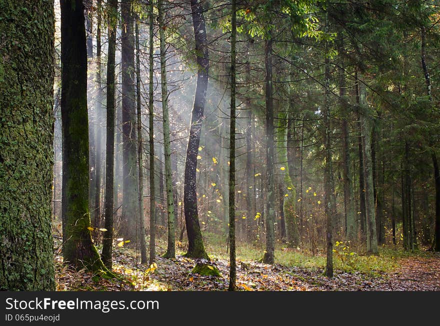 Sun light in forest in autumn