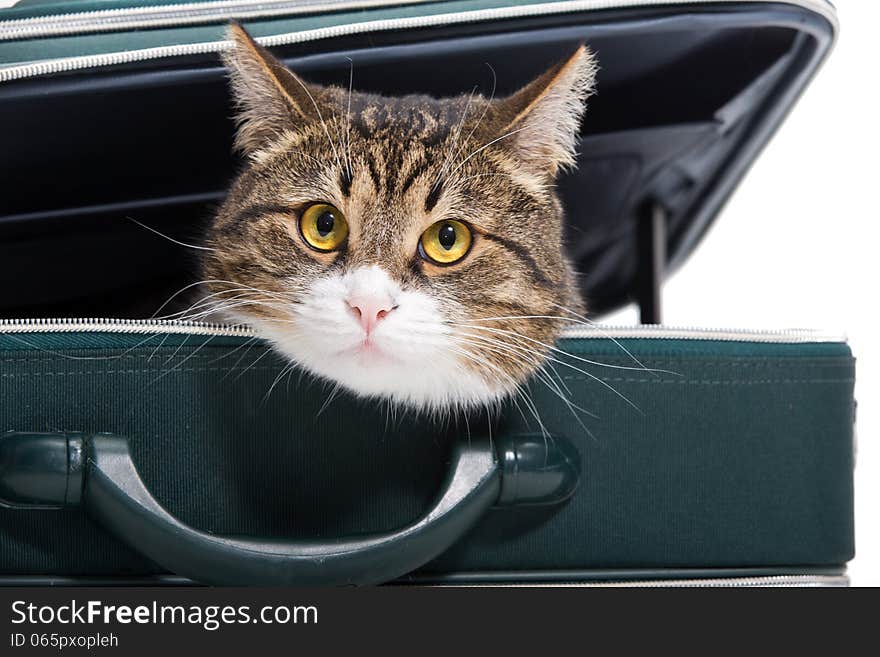 Grey cat sitting in a green suitcase, white background. Grey cat sitting in a green suitcase, white background