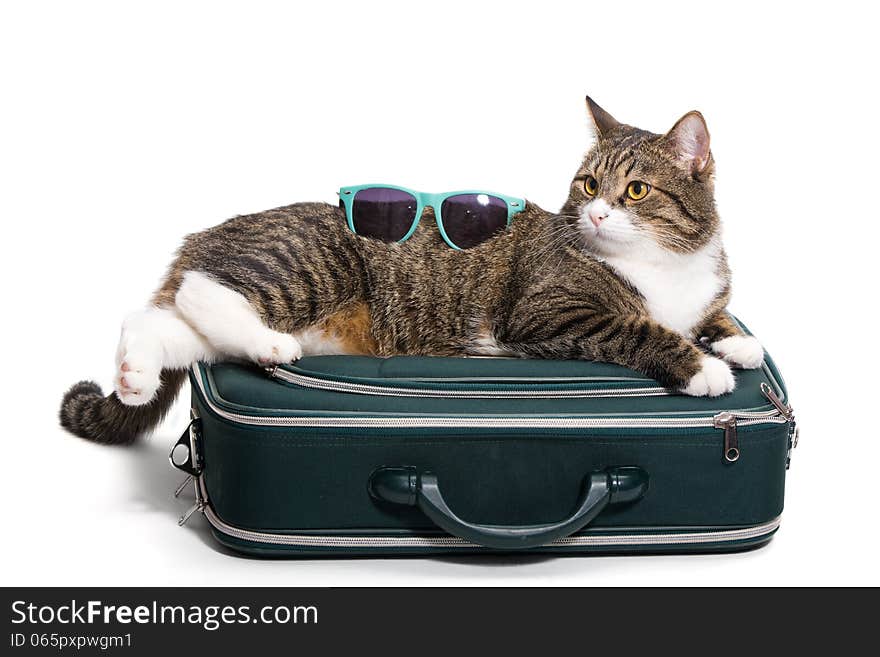 Grey cat lies on the bag, he has sunglasses. Grey cat lies on the bag, he has sunglasses