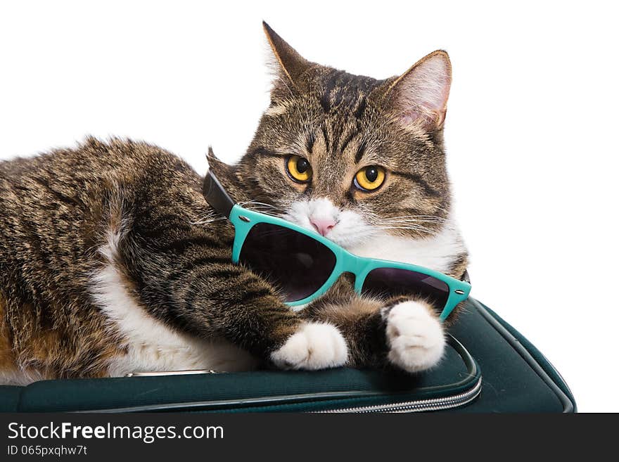 Grey cat lies on the bag, he has sunglasses. Grey cat lies on the bag, he has sunglasses