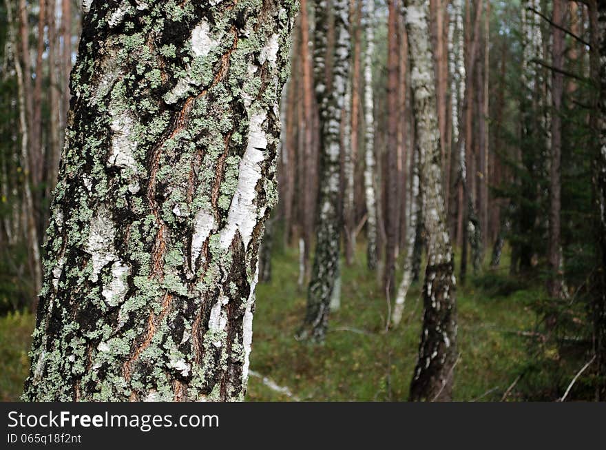 Autumn october birch forest and birch bark