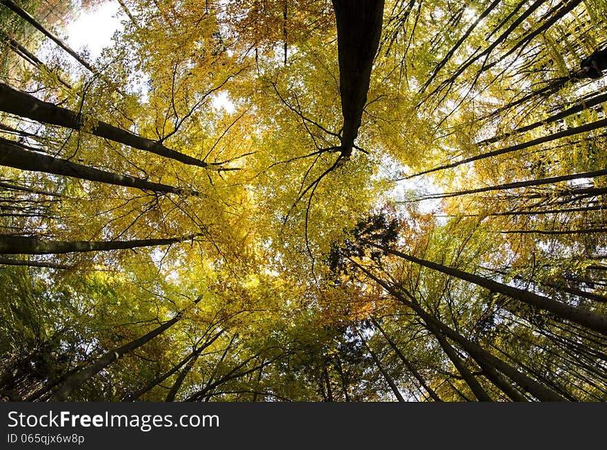 Looking upwards autumn forest trees.