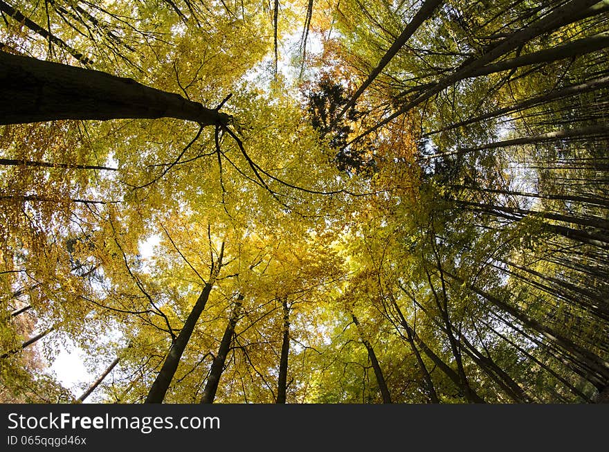 Looking upwards autumn forest trees.