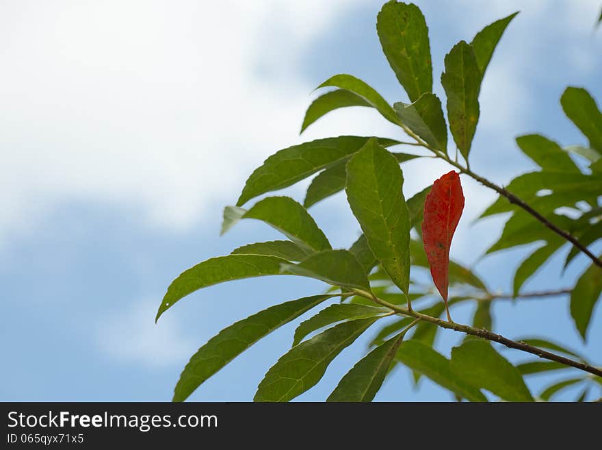 red leaf