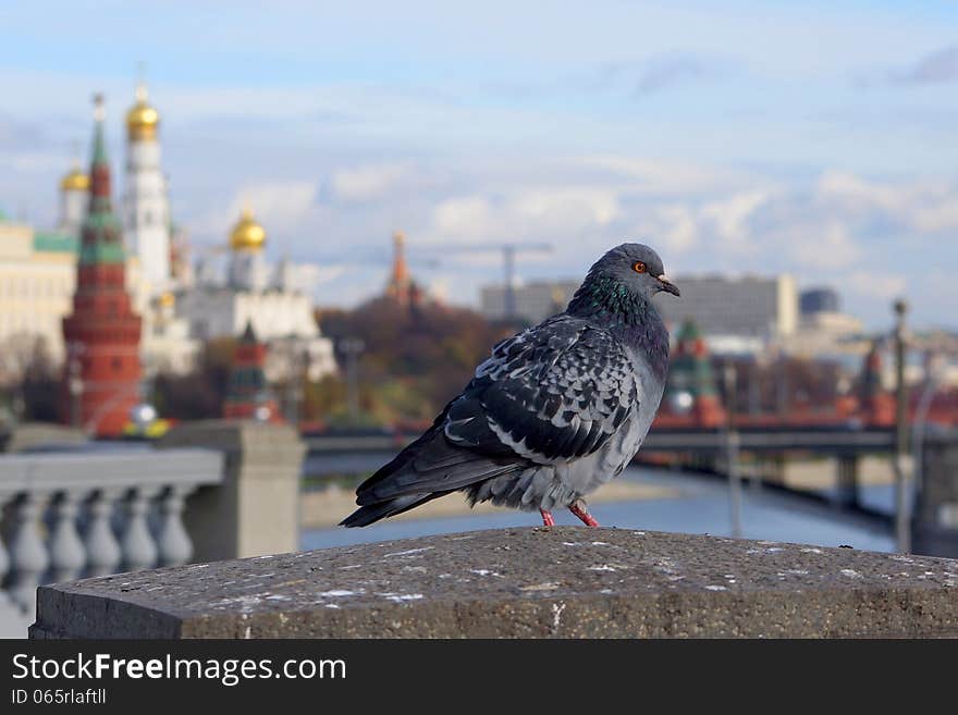 Dove at the Patriarchal bridge on the background panorama of the