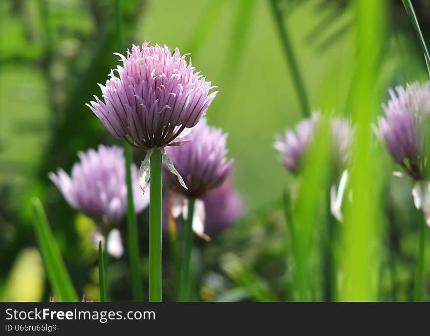 Chive flowers in garden