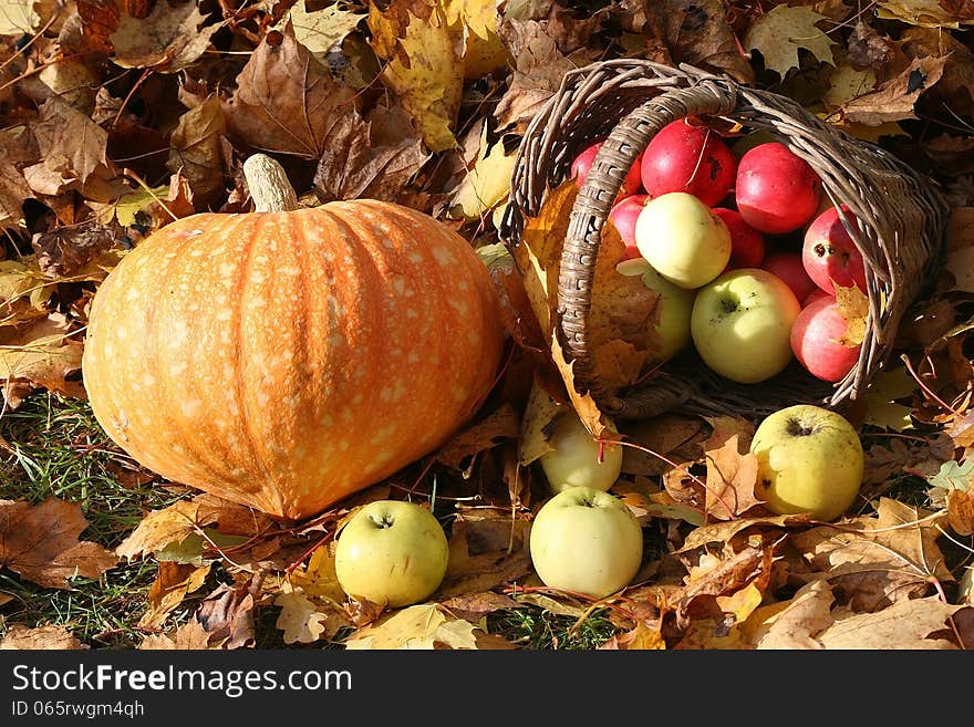 Fresh organic colorful vegetables. Background. Pumkin and apples basket. Fresh organic colorful vegetables. Background. Pumkin and apples basket.