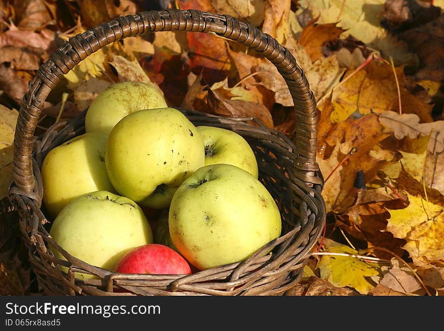 Harvest of the orchard. Apples in the Basket