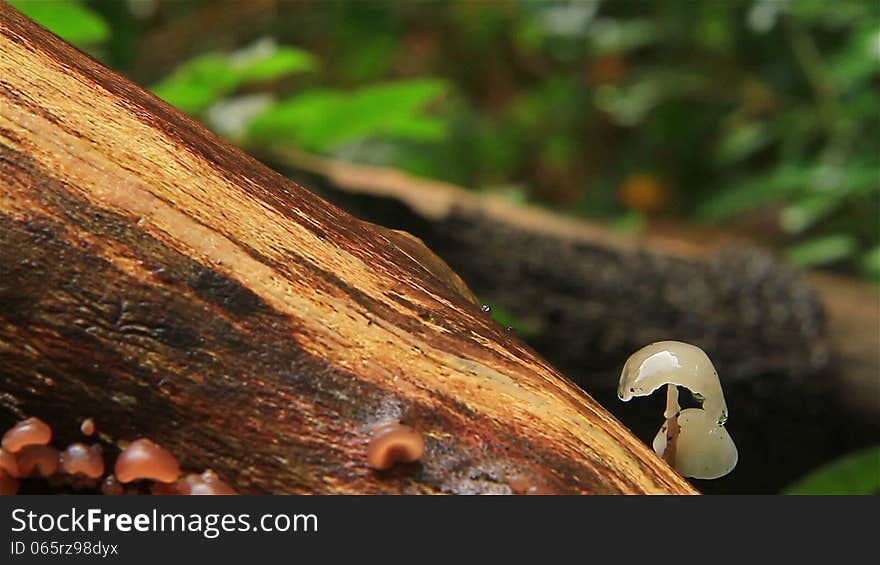 Mushrooms with raindrops on a tree trunk