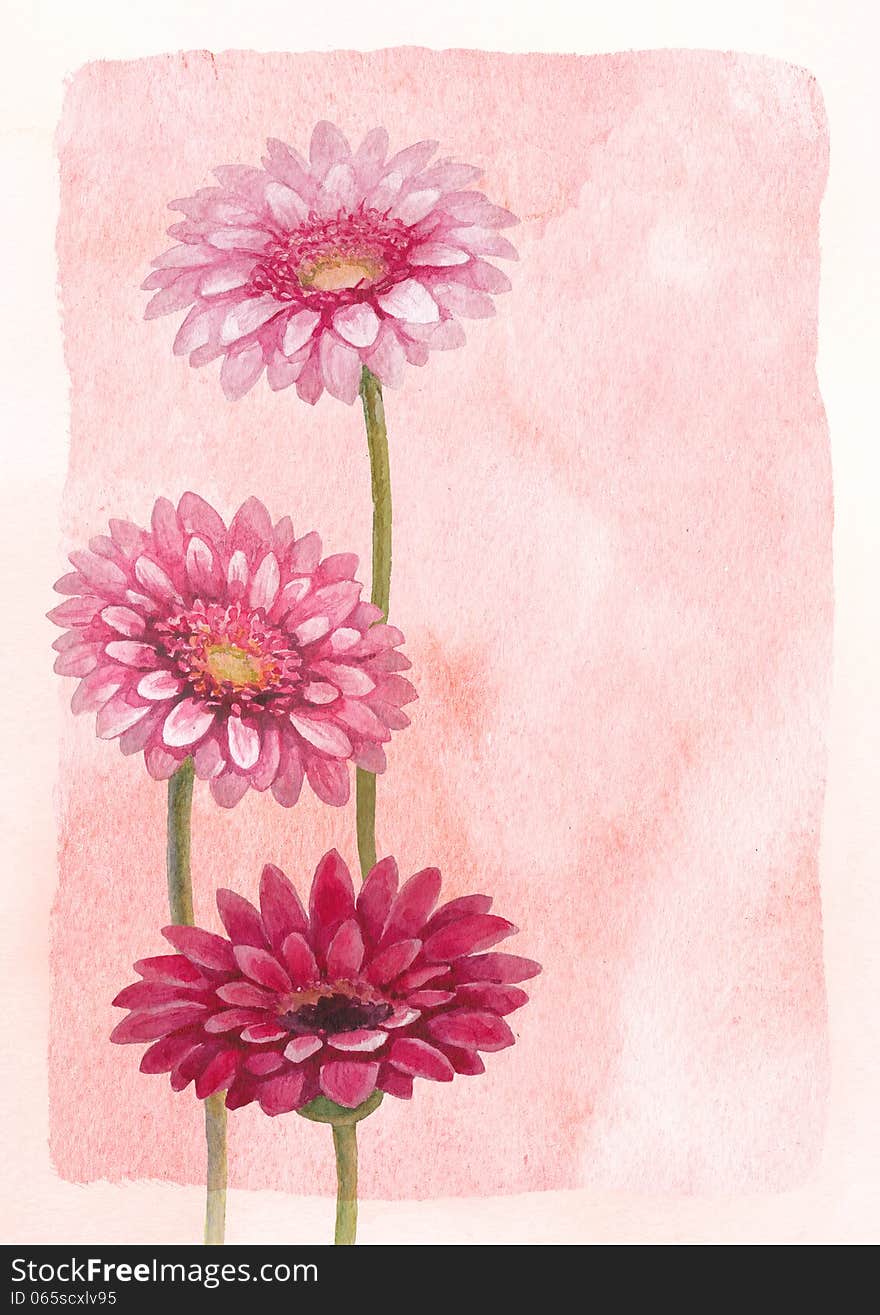 Watercolor background with gerber flower illustration. Watercolor background with gerber flower illustration