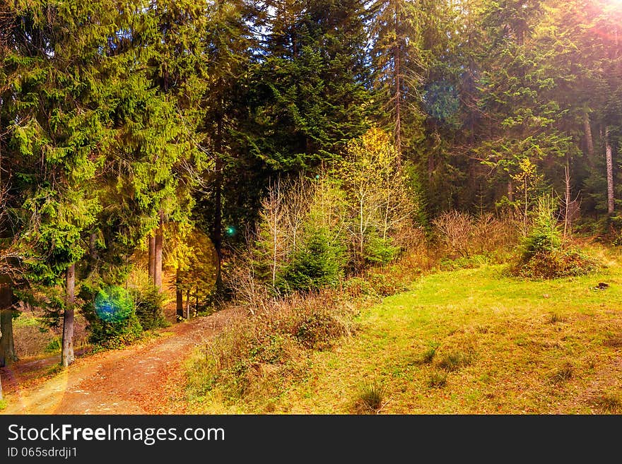 Autumn landscape. footpath in the coniferous forest. Autumn landscape. footpath in the coniferous forest